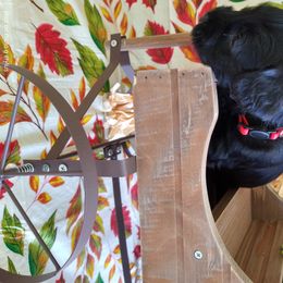 Miniature Schnauzer Puppies from Camp Creek Schnauzers