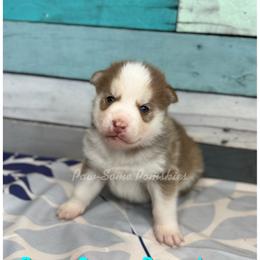 Dan - Chocolate male Pomsky puppy in Krum, Texas from Paw-Some Pomskies