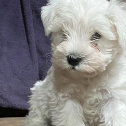 Miniature Schnauzers from Cameron Schnauzers