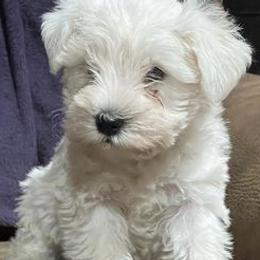Miniature Schnauzers from Cameron Schnauzers