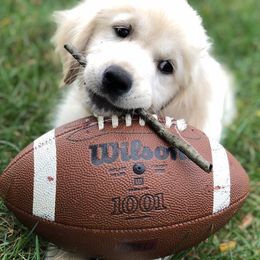 Golden Retrievers from Red Hive Golden Retrievers