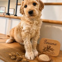 Sesame: small but full of life, with big heart in a tiny package - Apricot female Goldendoodle puppy in Placerville, California from New Dawn Poodles and Doodles