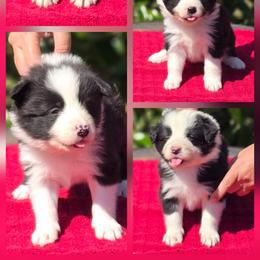 Nessie - Black and white female Border Collie puppy in Live Oak, Florida from K&R RANCH KENNELS
