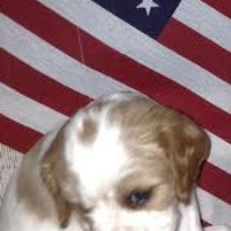 Cavalier King Charles Spaniels from Kingbird Cavaliers