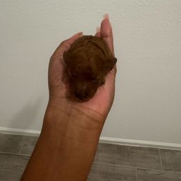 Ginger - Red  female Poodle puppy in Deltona, Florida from Poodles by CNC