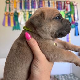 Boy 6 - Fawn male Cane Corso puppy in Briggs, Texas from Capital City Corso’s