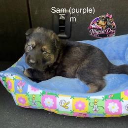 Sam (purple) - Sable male German Shepherd puppy in Livingston, Kentucky from Illyria Dox & GSD
