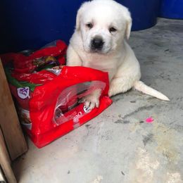 Labrador Retriever Puppies from BOI Gulf Coast Labradors