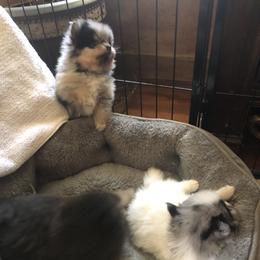 Pomeranian Puppies from Froggwoods Pomeranians