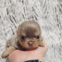 Lilac tri - Chocolate blue male Chihuahua puppy in Richmond, Virginia from Breens