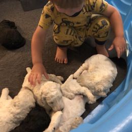 Poodle Puppies from Southern Standards