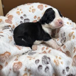 Chase - Brindle male Boxer puppy in Abilene, Texas from L&L Euro Boxers and Small Town Shih Tzus