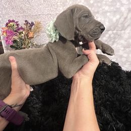 Girl 1 - Blue Great Dane puppy in Michigan from Garrow Danes House of Blues