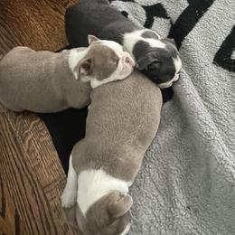 Boston Terrier Puppies from Bill's Boston Babies