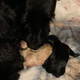 Scottish Terriers from Carsten's Scottish Terriers