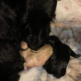Scottish Terriers from Carsten's Scottish Terriers
