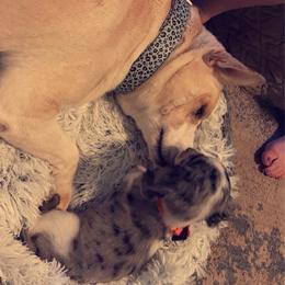 Dachshund Puppies from Ruff Patch Doxie Den