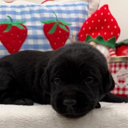 Pink - Black female Labrador Retriever puppy in Heath Springs, South Carolina from Rich Hill Retrievers