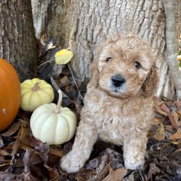 Boy 3 - Assorted Doodle Crosses puppy in Due West, South Carolina from Miller Family Puppies