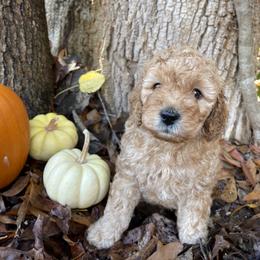 Boy 3 - Assorted Doodle Crosses puppy in Due West, South Carolina from Miller Family Puppies