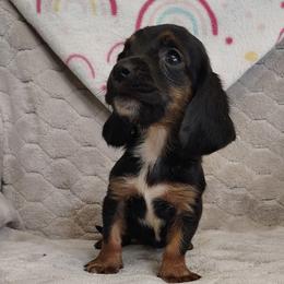 Baby - Black brown and white female Basset Hound puppy in Newton Grove, North Carolina from MGA Basset Hound