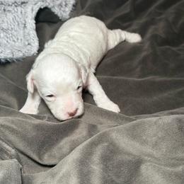 AKC Alvin - Brown Parti Phantom - Parti male Poodle puppy in Tampa, Florida from The Sweet Life of a Toy Poodle