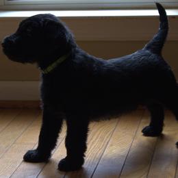 Eve- PurpleLime Collar - Black female Giant Schnauzer puppy in Bessemer, Alabama from The Copper Cottage Canines