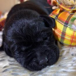 Peach Cobbler - Black female Labrador Retriever puppy in Taylors, South Carolina from Spring Water Labs of the Carolinas