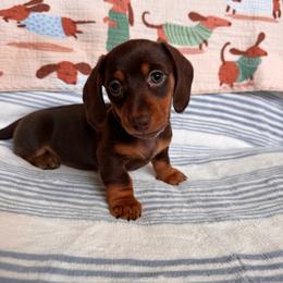 Cocoa - Chocolate and tan female Dachshund puppy in Jacksonville, Florida from Florida Dippin’ Dachshunds & Aussiedoodles