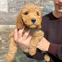 Louie - Red  male Goldendoodle puppy in Hillsdale, Michigan from My Buddy Ol’ Paws