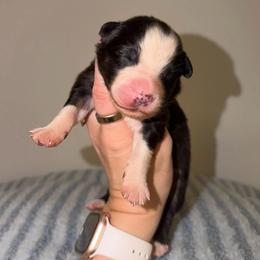 Baked Alaska - Black tri-color male Australian Shepherd puppy in Anniston, Alabama from All Hale Aussies