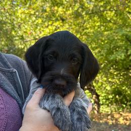 Orange collar - Liver and white male German Wirehaired Pointer puppy in Oregon City, Oregon from German Wirehaired Versatility Dogs