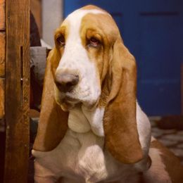 Rosie - Basset Hound