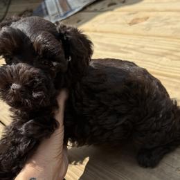 Miniature Schnauzers from Gambino Bambino’s Miniature Schnauzers