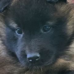 Belgian Tervuren Puppies from Kismet Belgian Tervuren's  owner Angela Ernst