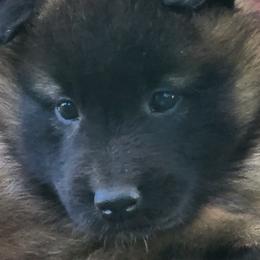 Belgian Tervuren Puppies from Kismet Belgian Tervuren's  owner Angela Ernst