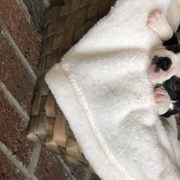 Boston Terrier Puppies from True North Bostons