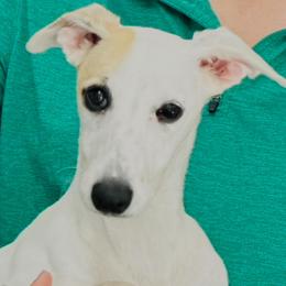 Thelma - Whippet
