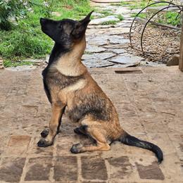 Cautious Clay - Fawn sable male Belgian Malinois puppy in Elizabethton, Tennessee from Forever Family K9