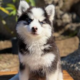 Percy - Black and white female Pomsky puppy in Homeland, California from Lara's Ranch Pomskies