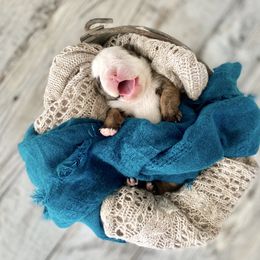 Bulldog Puppies from Fields’ Folly