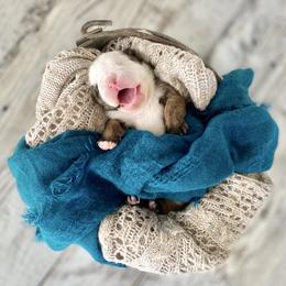 Bulldog Puppies from Fields’ Folly