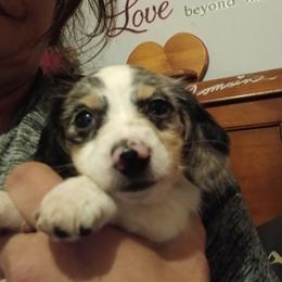 Coffee - Dapple female Dachshund puppy in Hollis, Oklahoma from Write Breed Doxies