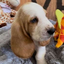 Basset Hound Puppies from Baggy Butt Bassets