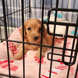 Dachshund Puppies from Queen City Dachshunds