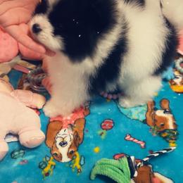 Oreo - Black parti male Pomeranian puppy in Childersburg, Alabama from A Sample Of Gods Love Kennels