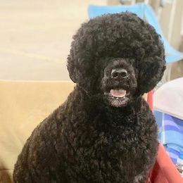 Portuguese Water Dogs from Glorietta Portuguese Water Dogs
