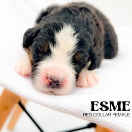 ESME - Tri-color female Bernedoodle puppy in Tipton, Indiana from Country Creek Doodles