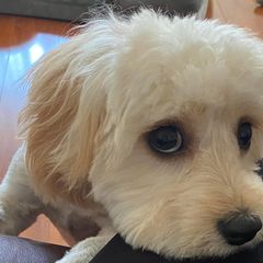 Cavachon All Grown Up from Lindy’s Cavachons
