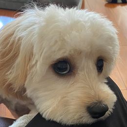 Cavachon All Grown Up from Lindy’s Cavachons